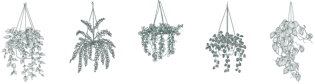 Decorative hanging plants